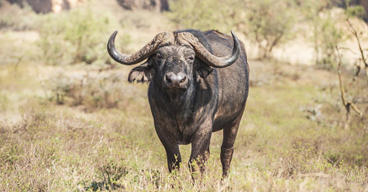 Engaging shot of the Water Buffalo, recognized in Indonesia as Kerbau Air.