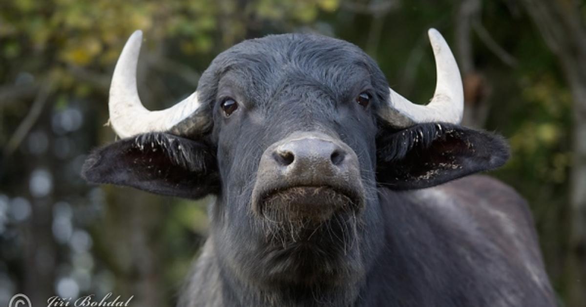 Elegant portrayal of the Water Buffalo, also known as Bubalus bubalis.