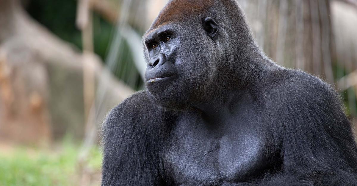 Portrait of a Western Gorilla, a creature known scientifically as Gorilla Gorilla.