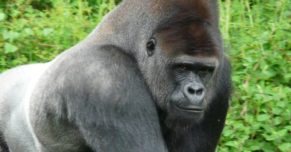 Stunning image of the Western Gorilla (Gorilla Gorilla), a wonder in the animal kingdom.