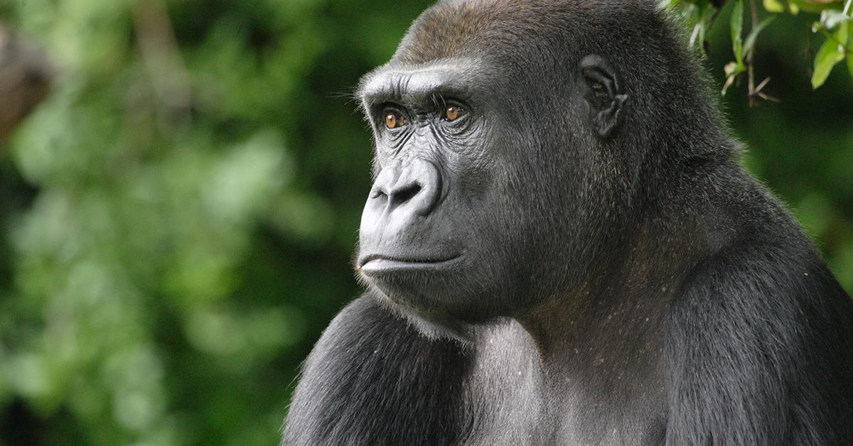 Charming view of the Western Gorilla, in Indonesia referred to as Gorila Barat.