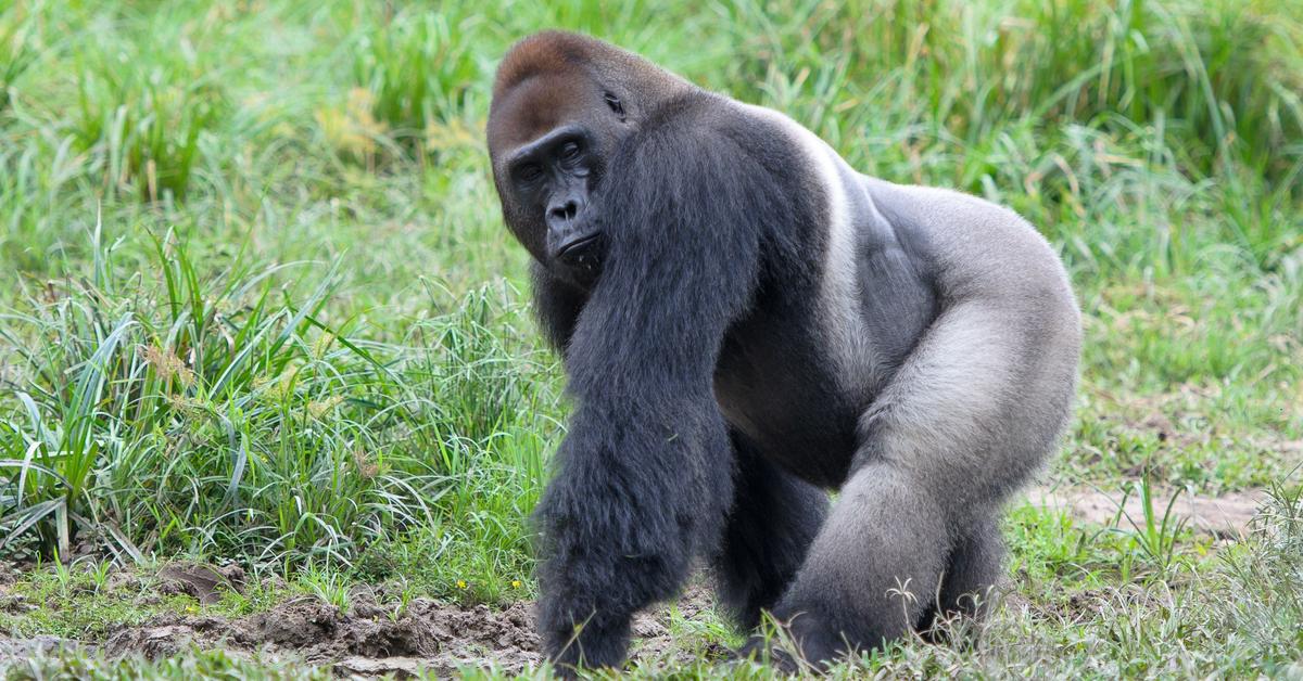 The Western Gorilla, a beautiful species also known as Gorila Barat in Bahasa Indonesia.