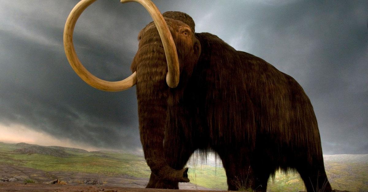 Picture of Woolly Mammoth, known in Indonesia as Mammoth Berbulu.