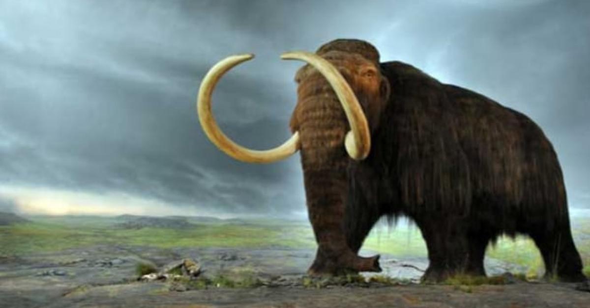 Photogenic Woolly Mammoth, scientifically referred to as Mammuthus Primigenius.