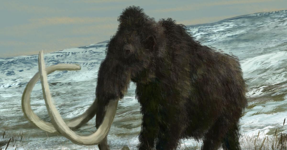 Photographic depiction of the unique Woolly Mammoth, locally called Mammoth Berbulu.