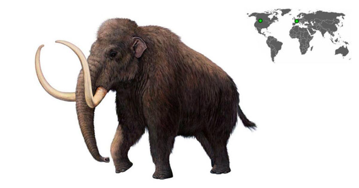 Glimpse of the Woolly Mammoth, known in the scientific community as Mammuthus Primigenius.