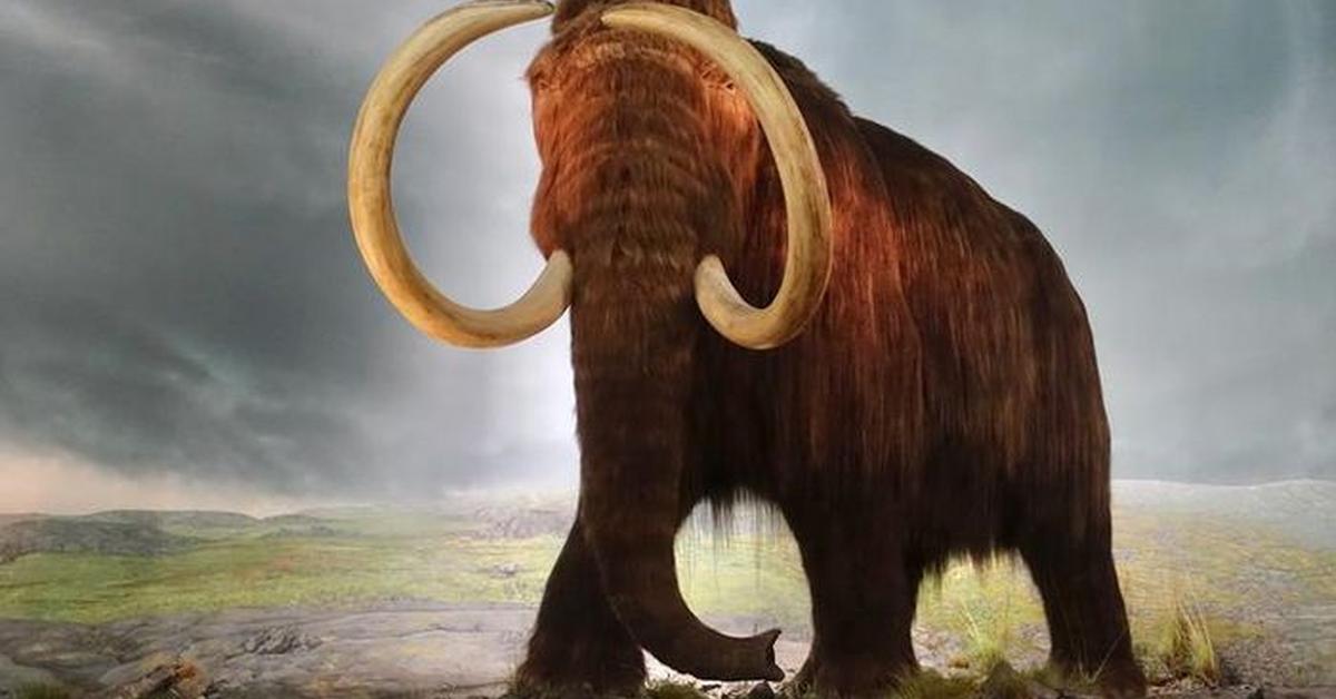 Natural elegance of the Woolly Mammoth, scientifically termed Mammuthus Primigenius.