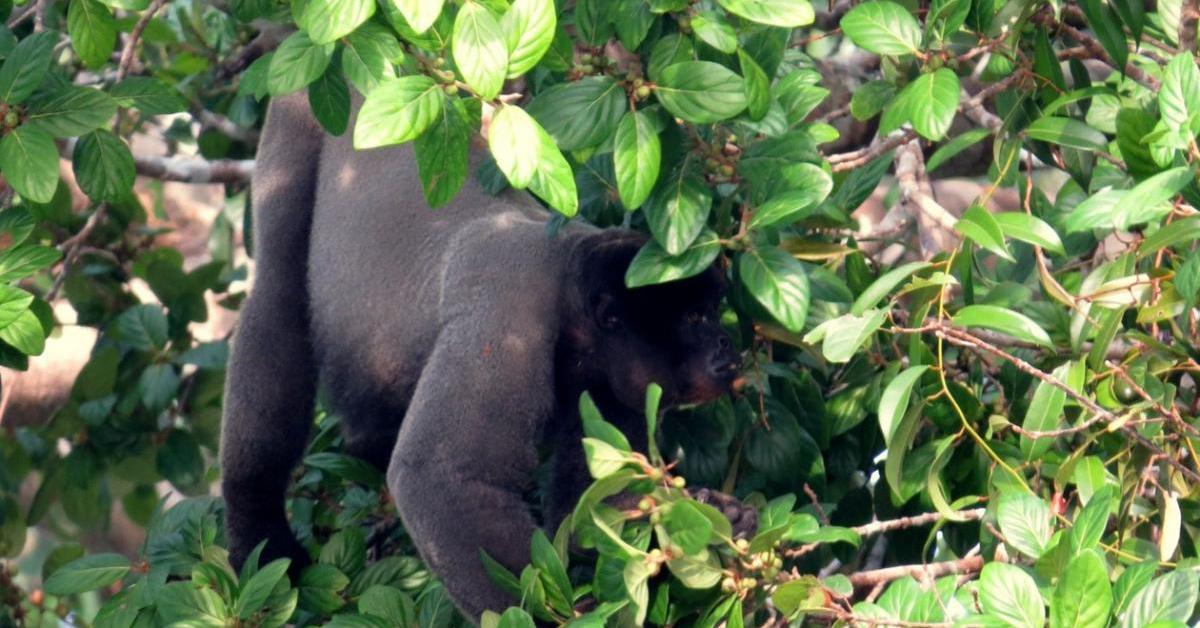 Close-up view of the Woolly Monkey, known as Monyet Berbulu in Indonesian.