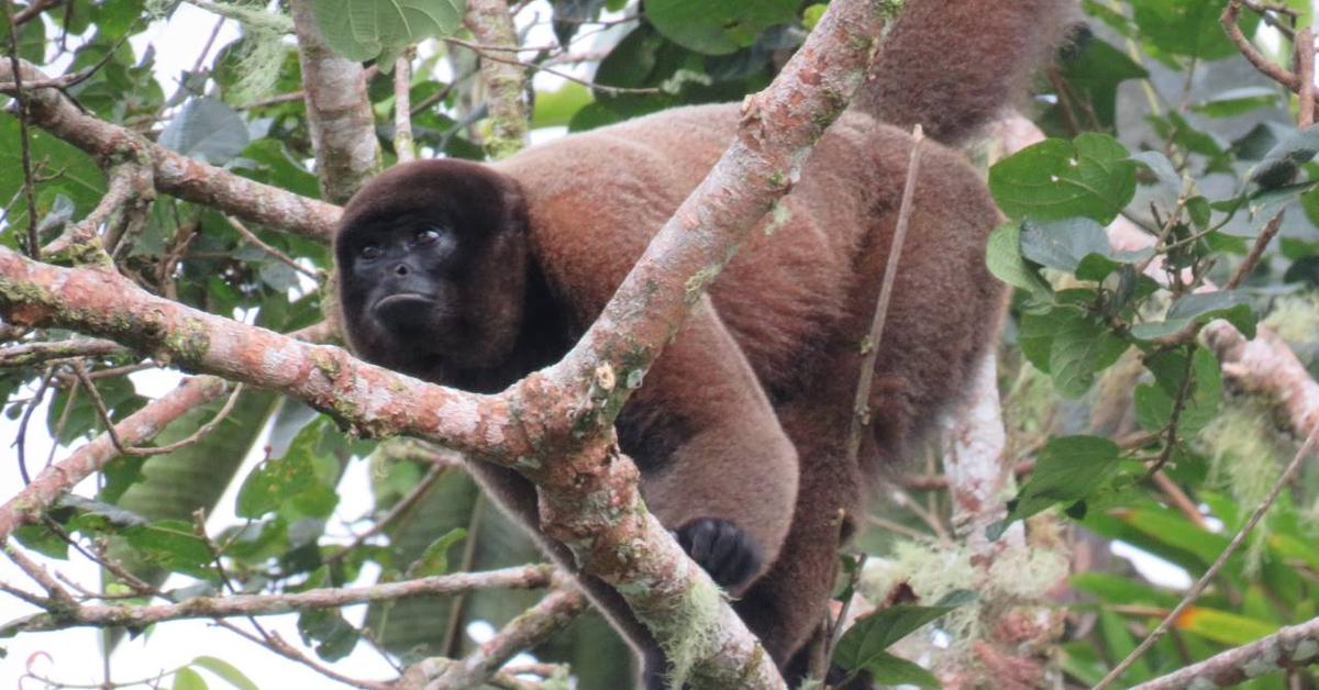 The Woolly Monkey, a species known as Lagothrix Lagotricha, in its natural splendor.