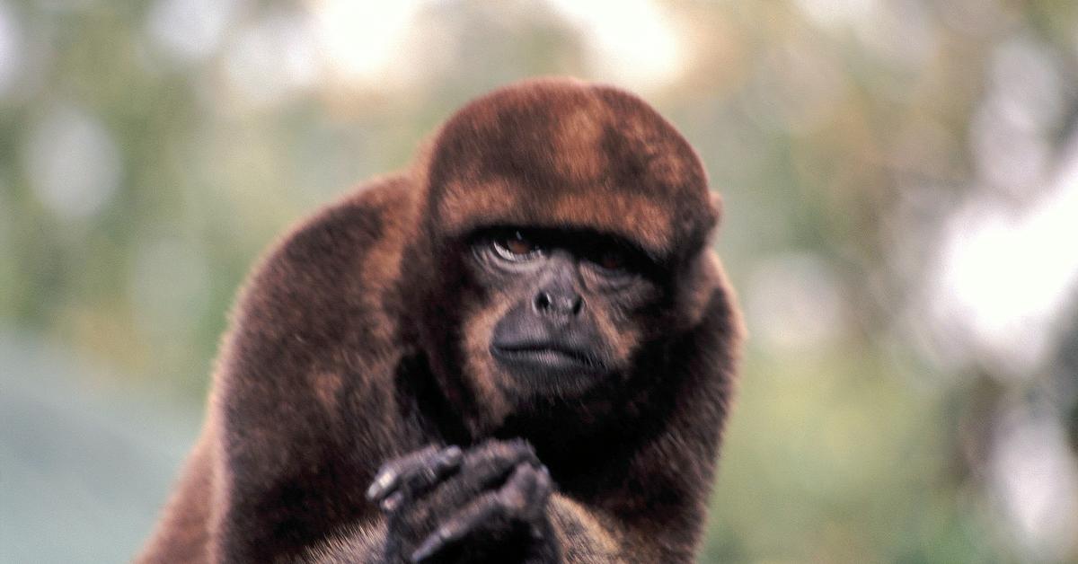 Enchanting Woolly Monkey, a species scientifically known as Lagothrix Lagotricha.