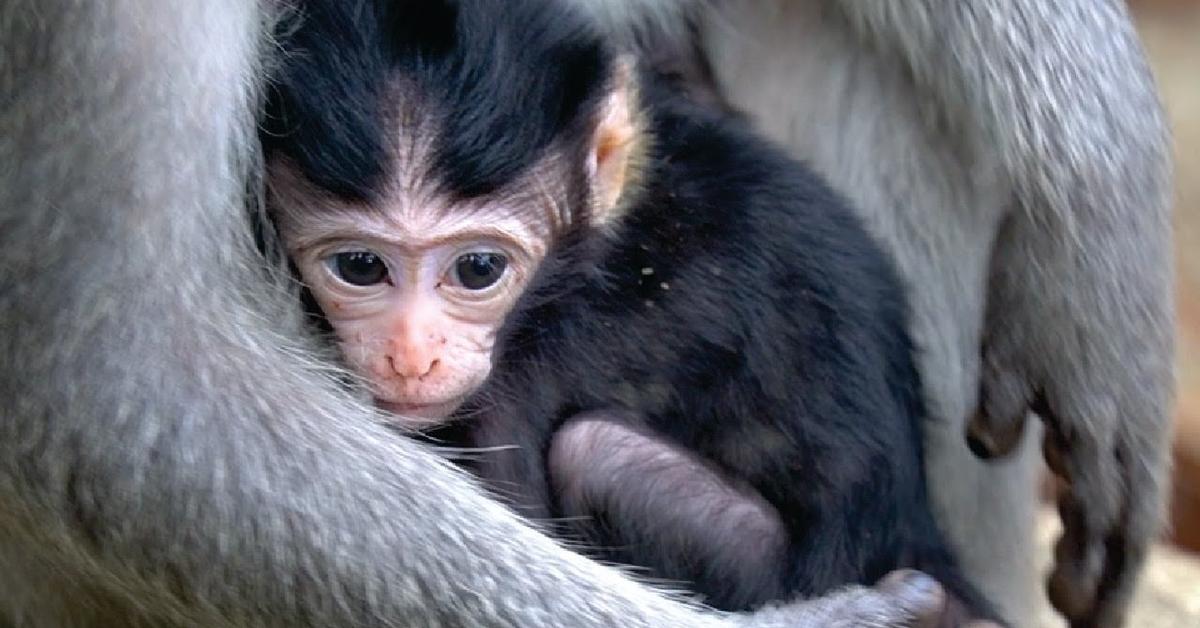 The Woolly Monkey, a beautiful species also known as Monyet Berbulu in Bahasa Indonesia.