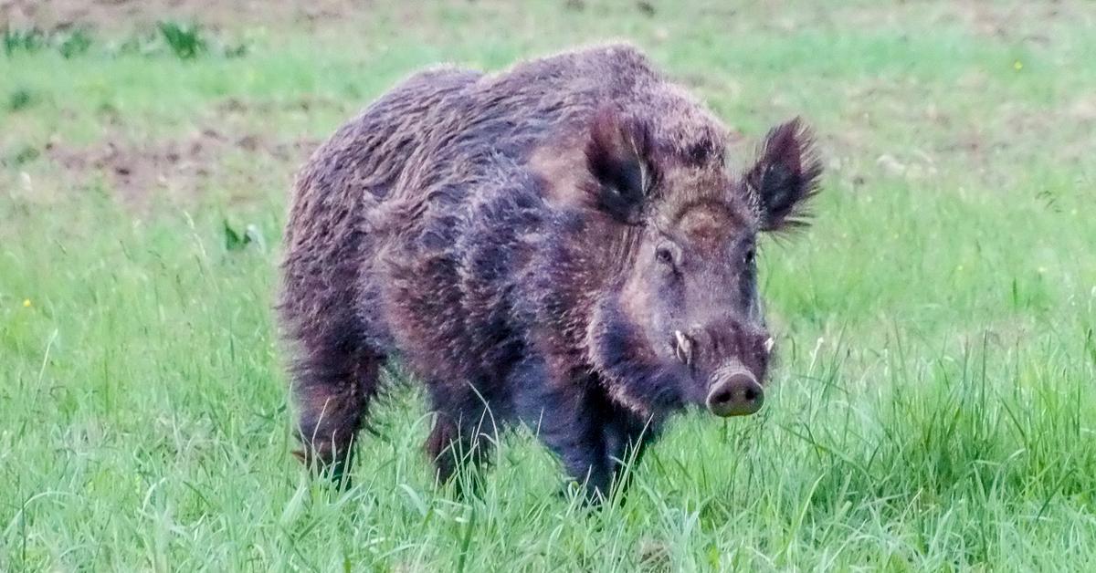 Image of the Wild Boar (Sus scrofa), popular in Indonesia as Babi Hutan.