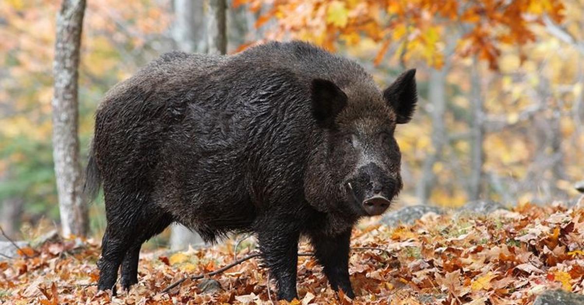 Captivating shot of the Wild Boar, or Babi Hutan in Bahasa Indonesia.