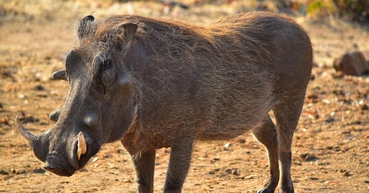 Enchanting Wild Boar, a species scientifically known as Sus scrofa.