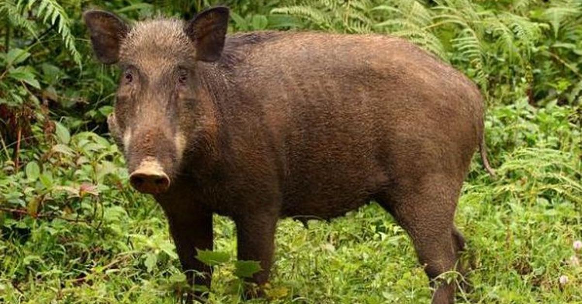 Captivating presence of the Wild Boar, a species called Sus scrofa.