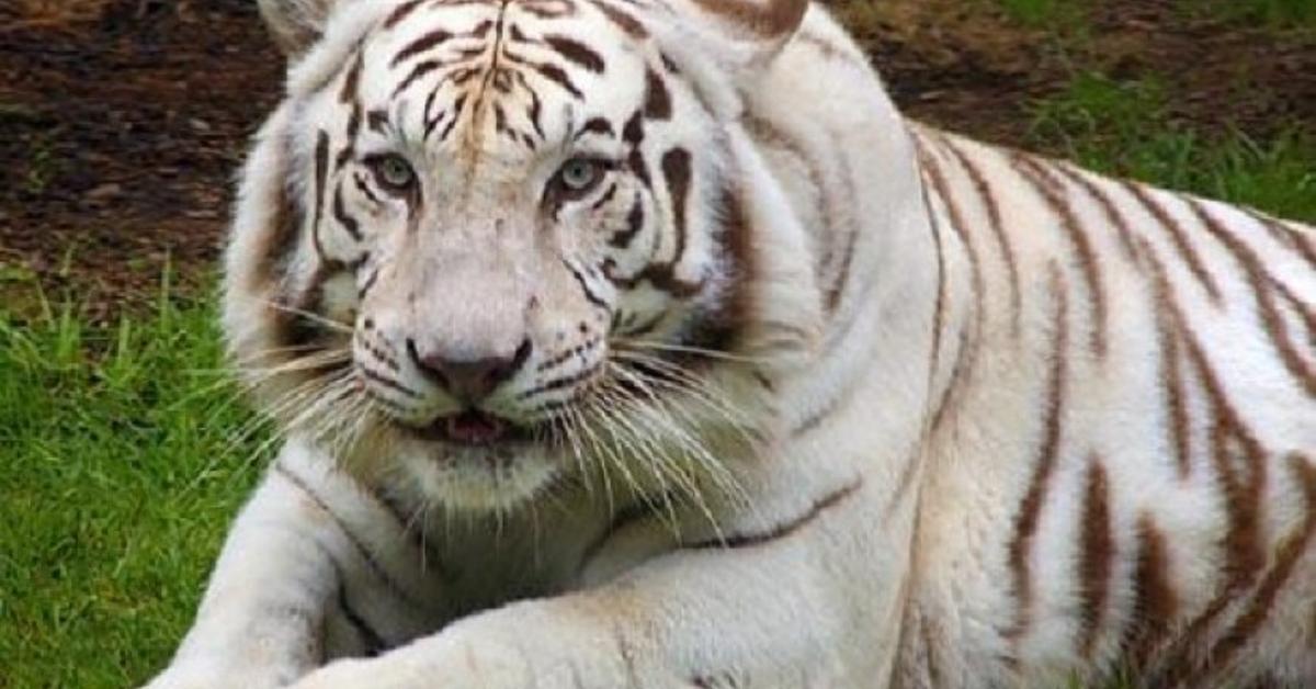 The remarkable White Tiger (Panthera tigris tigris), a sight to behold.