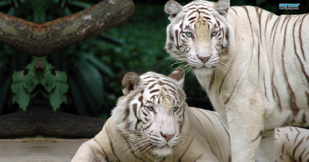 Glimpse of the White Tiger, known in the scientific community as Panthera tigris tigris.