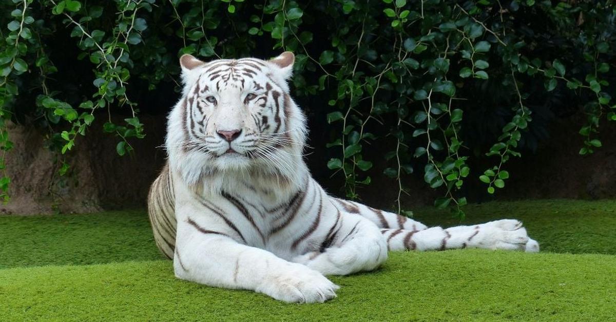 Photograph of the unique White Tiger, known scientifically as Panthera tigris tigris.