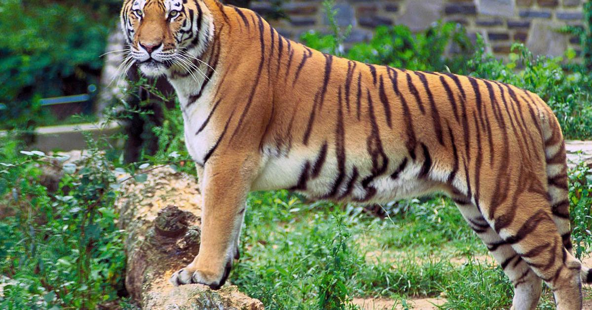 Unique portrayal of the White Tiger, also called Harimau Putih in Bahasa Indonesia.