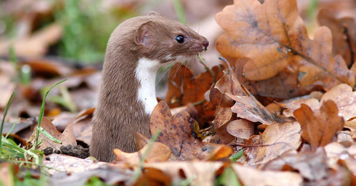 Image showcasing the Weasel, known in Indonesia as Musang.