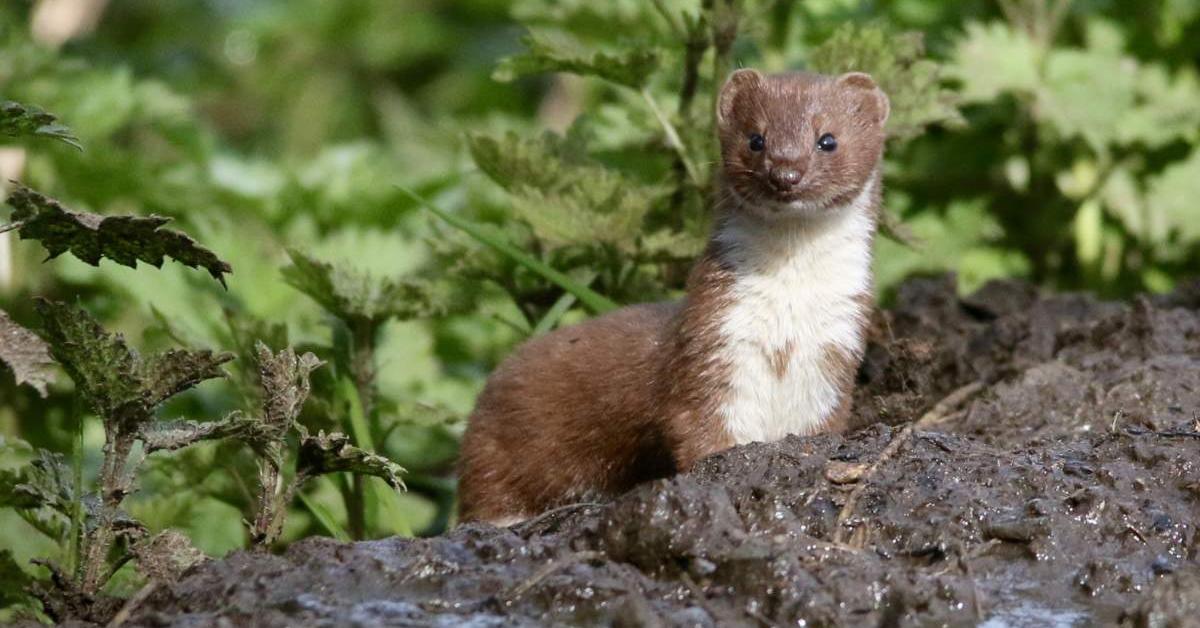 Glimpse of the Weasel, known in the scientific community as Mustela nivalis.