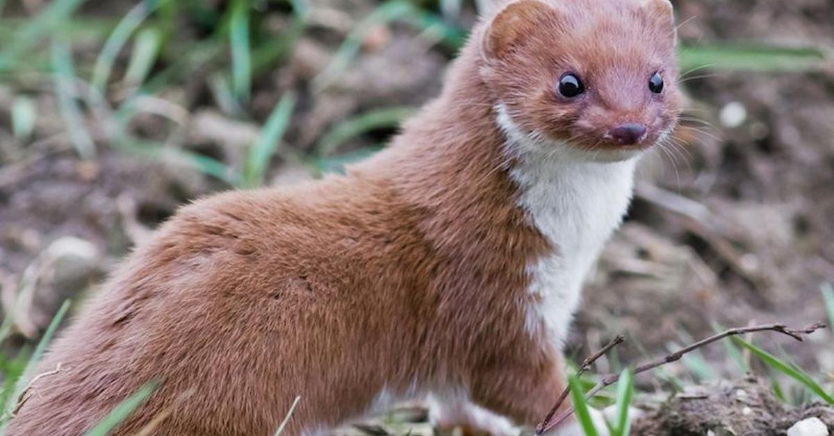 Dynamic image of the Weasel, popularly known in Indonesia as Musang.