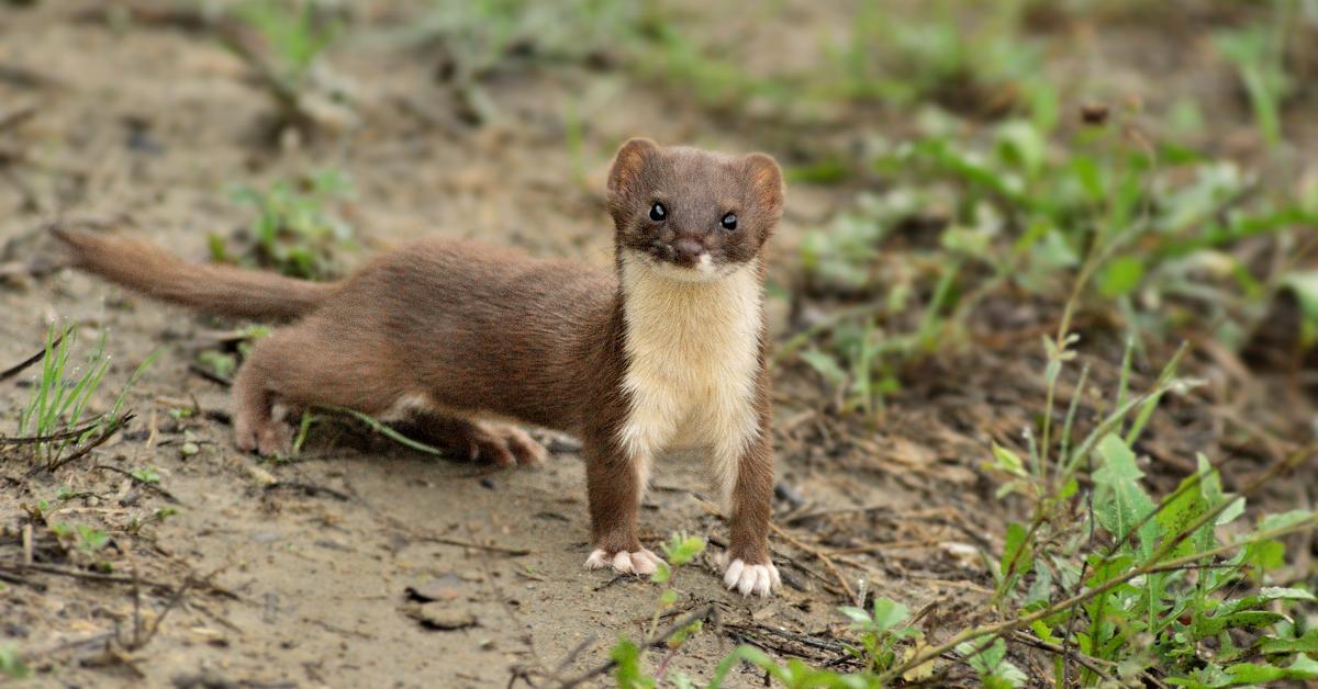 Image of the Weasel (Mustela nivalis), popular in Indonesia as Musang.