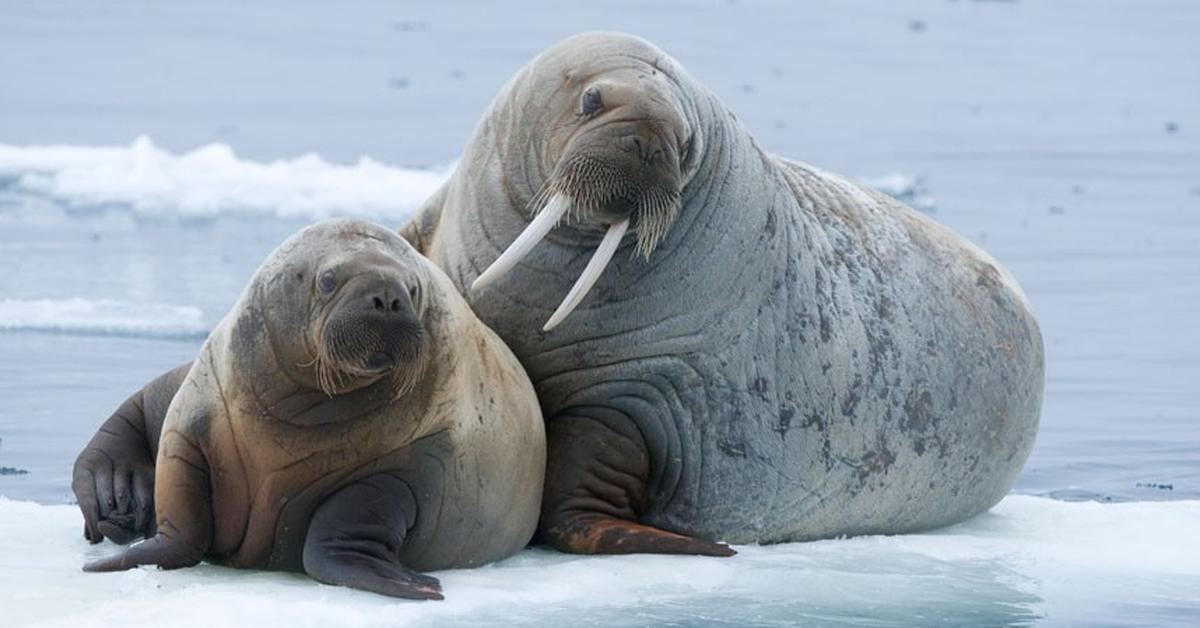 Photographic depiction of the unique Walrus, locally called Lumba-Lumba Kutub.