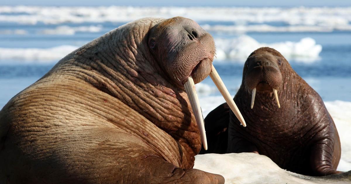 Captivating shot of the Walrus, or Lumba-Lumba Kutub in Bahasa Indonesia.