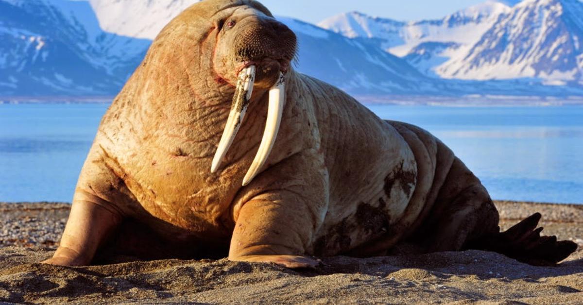 Splendid image of the Walrus, with the scientific name Odobenus rosmarus.