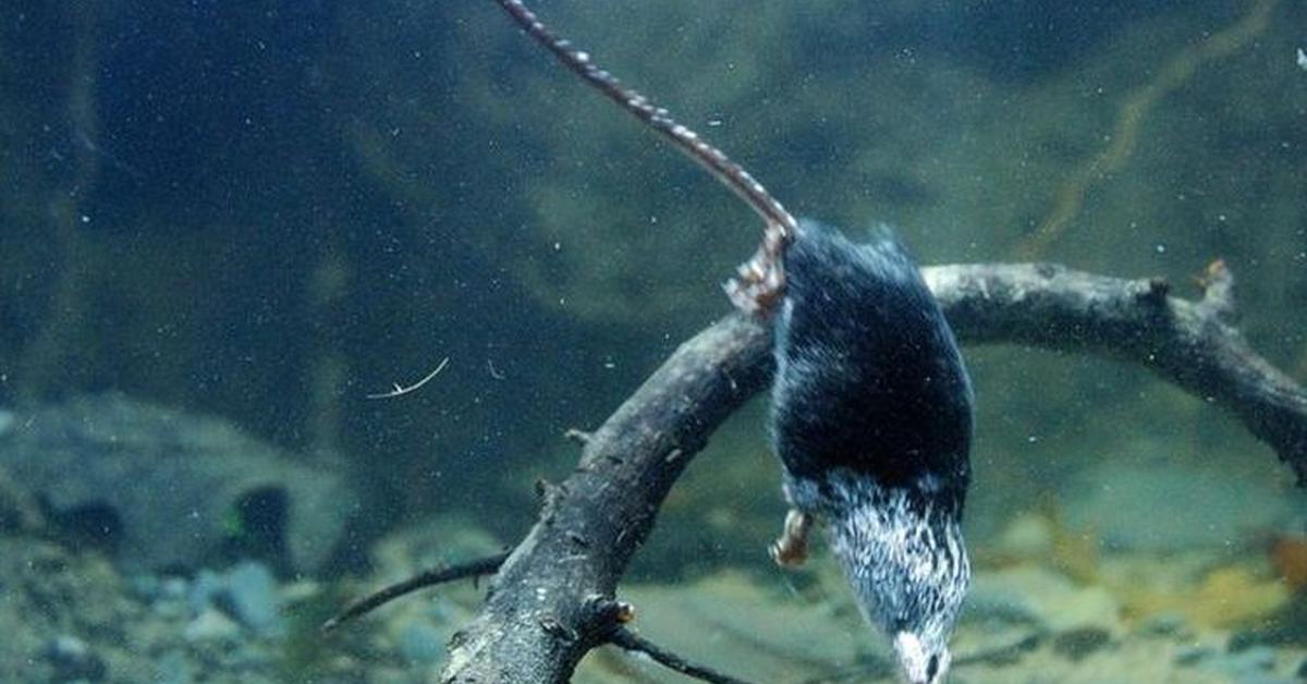 The remarkable Water Vole (Arvicola amphibius), a sight to behold.