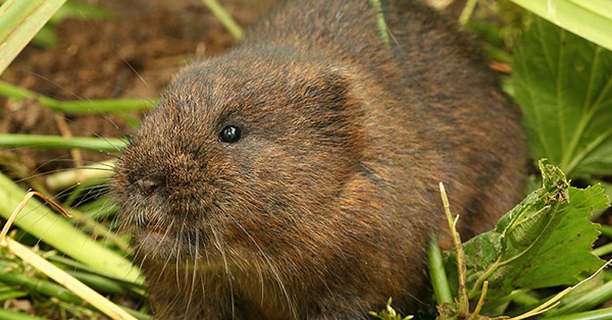 Visual representation of the Water Vole, recognized in Indonesia as Tikus Air.