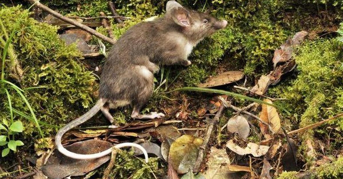 Enchanting Water Vole, a species scientifically known as Arvicola amphibius.