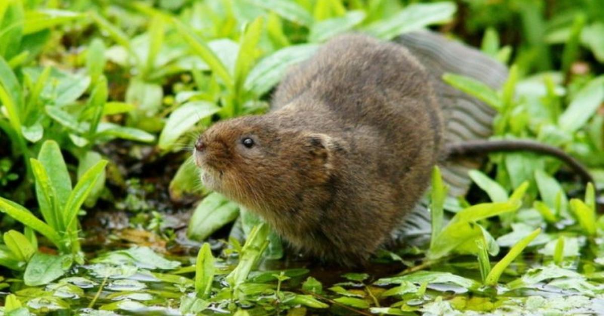 Striking appearance of the Water Vole, known in scientific circles as Arvicola amphibius.