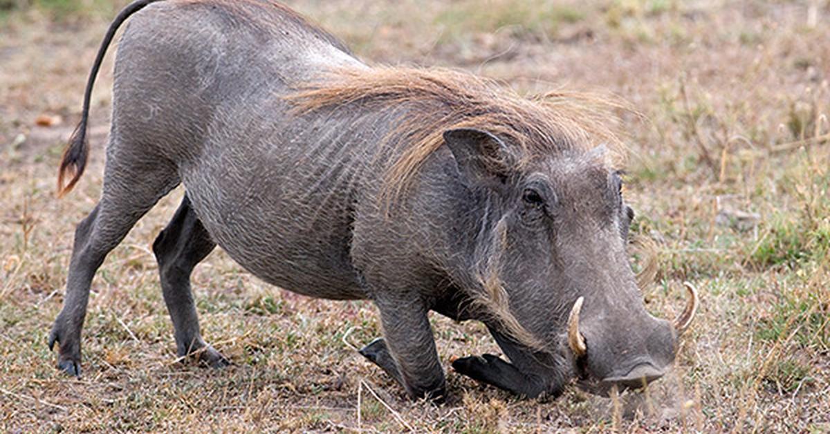 Close-up view of the Warthog, known as Babi Hutan in Indonesian.