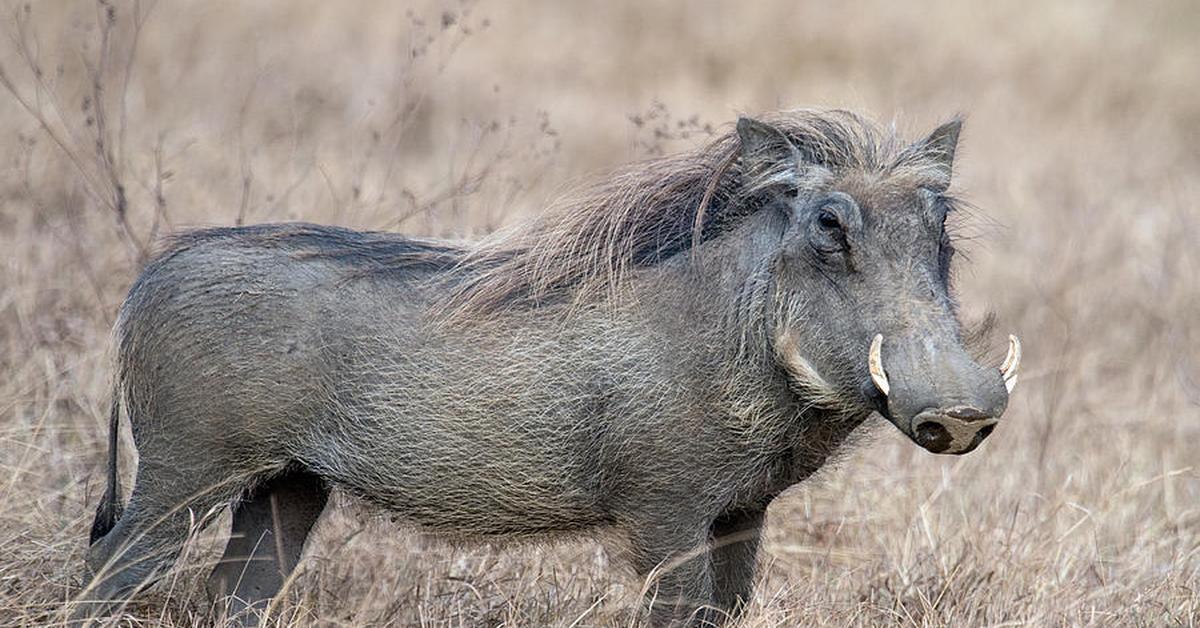 Unique portrayal of the Warthog, also called Babi Hutan in Bahasa Indonesia.