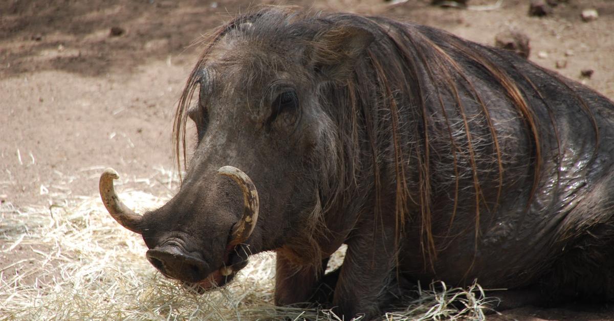 Visual representation of the Warthog, recognized in Indonesia as Babi Hutan.