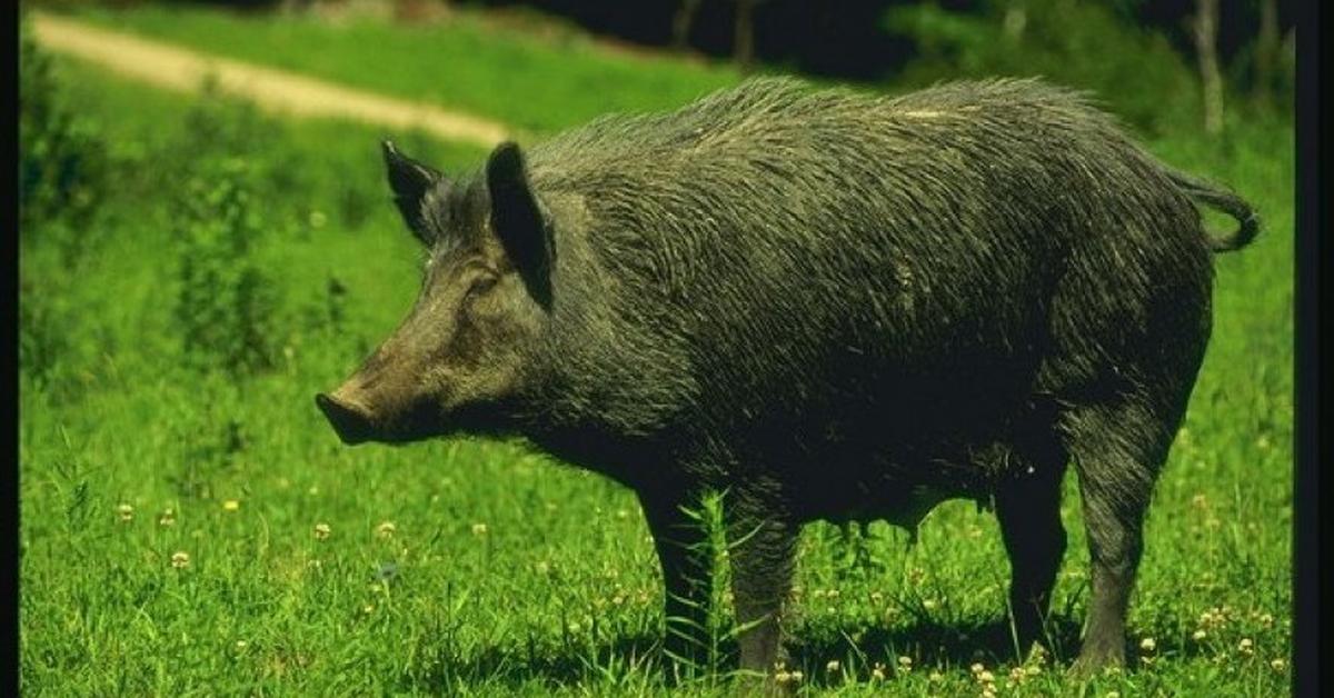 Distinctive Warthog, in Indonesia known as Babi Hutan, captured in this image.