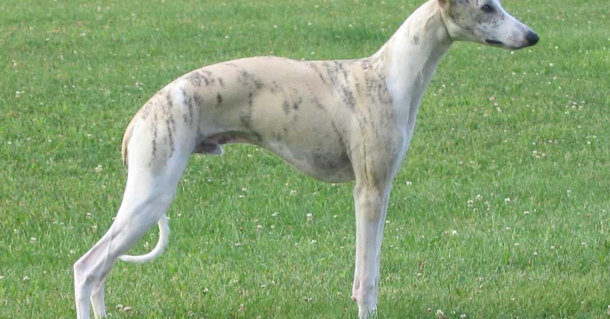 Picture of Whippet, known in Indonesia as Anjing Whippet.