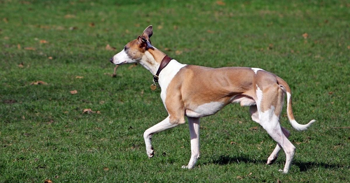 Dynamic image of the Whippet, popularly known in Indonesia as Anjing Whippet.