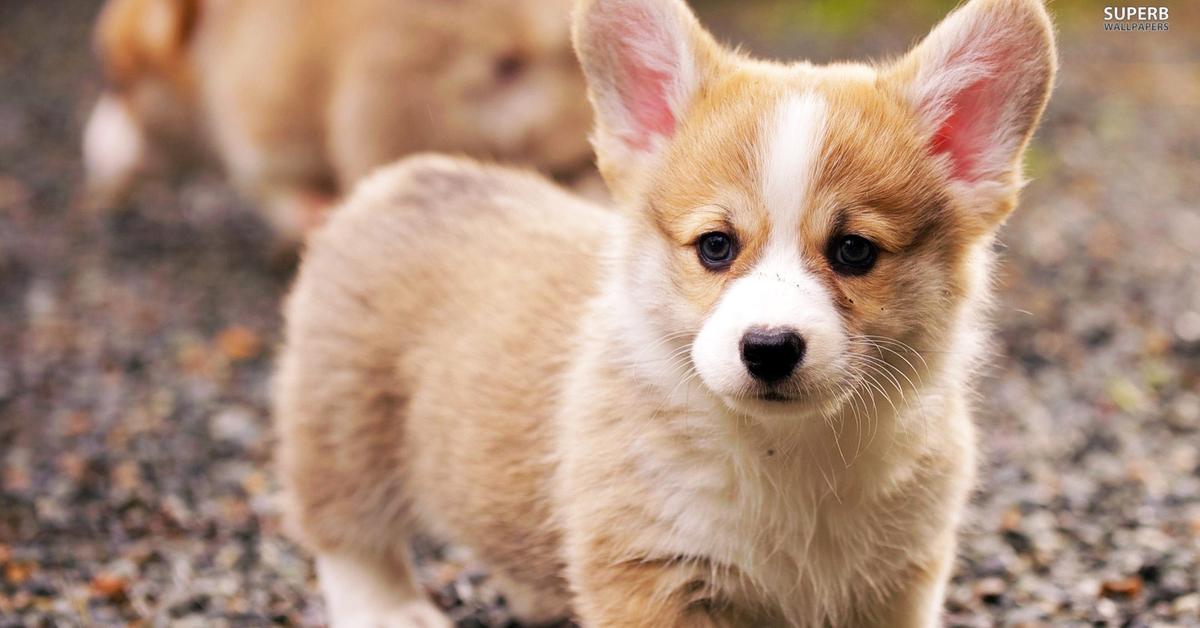 Splendid image of the Welsh Corgi, with the scientific name Canis lupus.