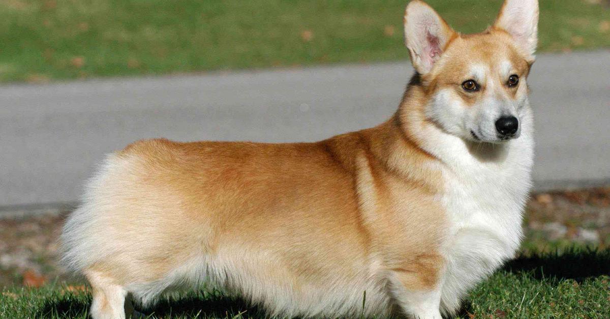 The fascinating Welsh Corgi, scientifically known as Canis lupus.