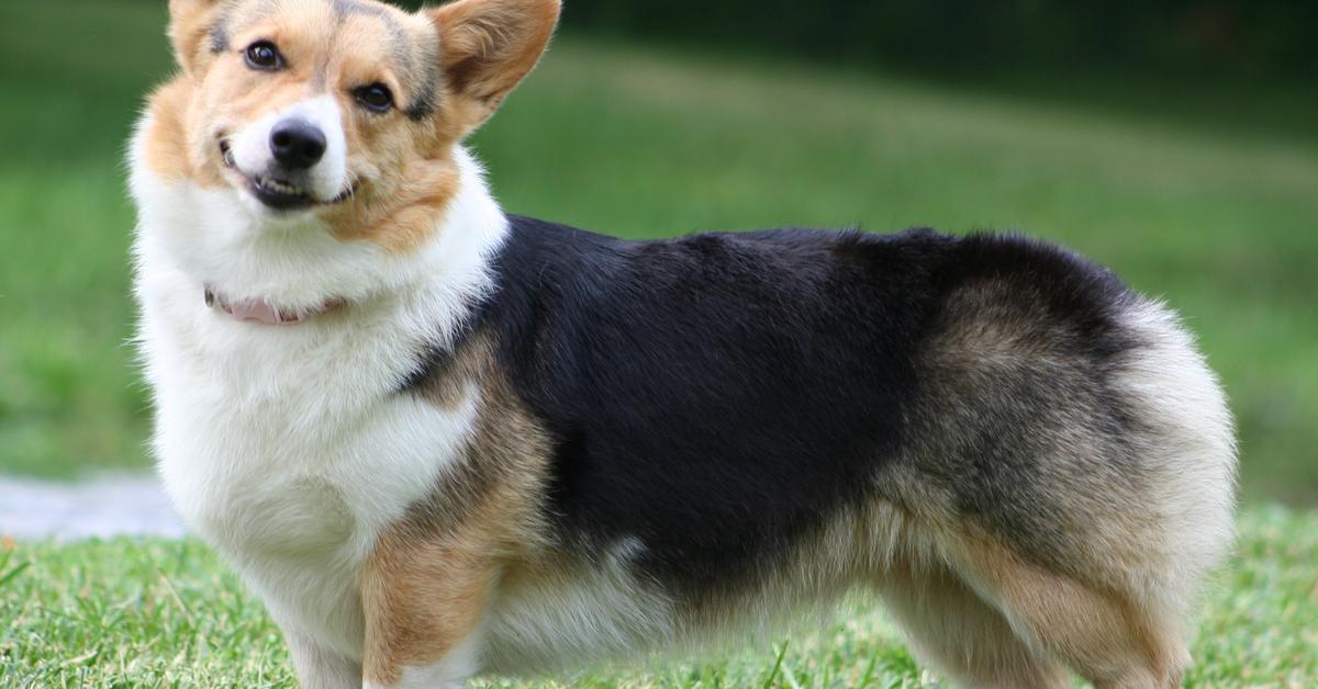 Picture of Welsh Corgi, known in Indonesia as Anjing Welsh Corgi.