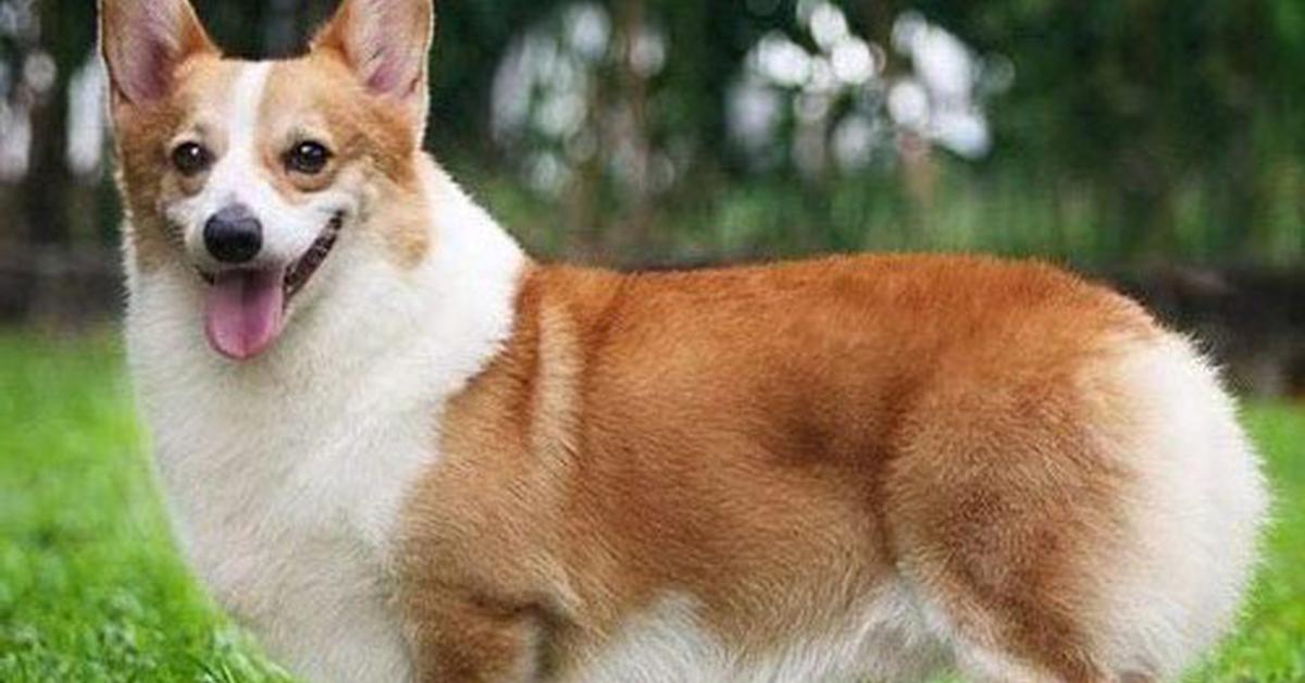 Iconic view of the Welsh Corgi, or Canis lupus, in its habitat.