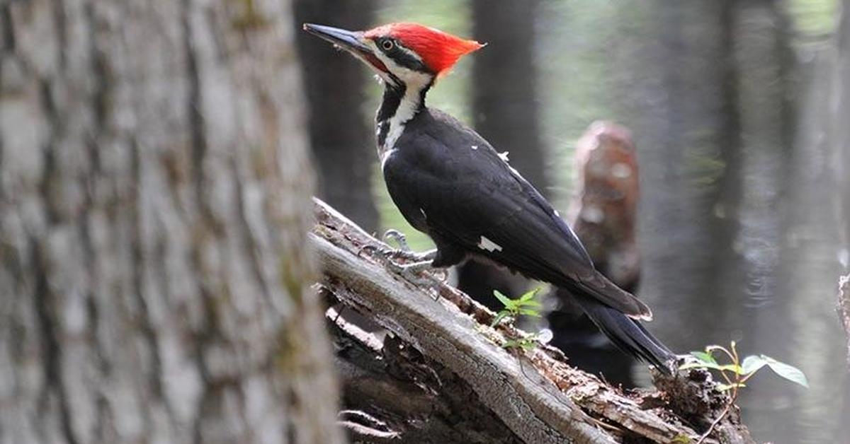 The fascinating Woodpecker, scientifically known as Apidae.