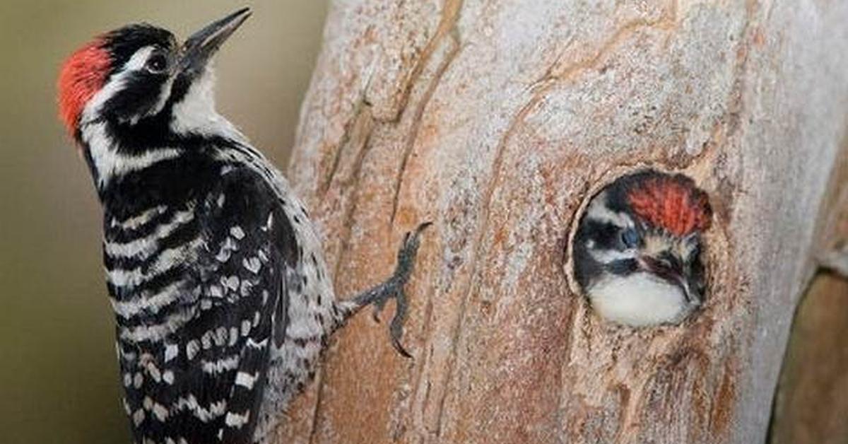 Elegant portrayal of the Woodpecker, also known as Apidae.