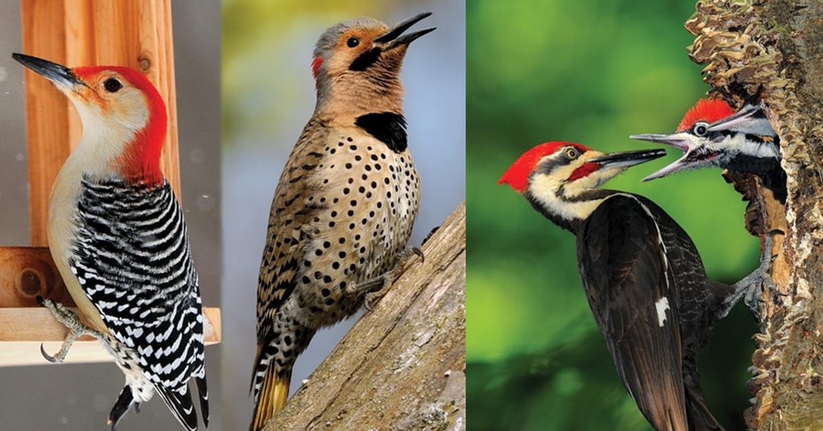 Close-up view of the Woodpecker, known as Burung Pelatuk in Indonesian.