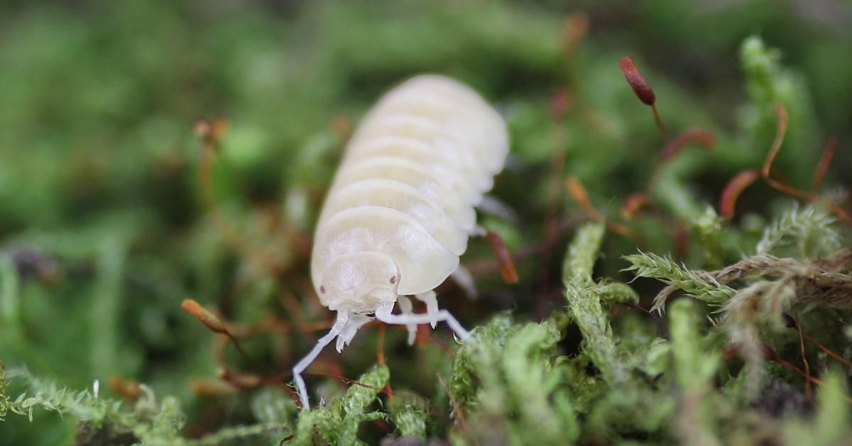 Unique portrayal of the Woodlouse, also called Kutu Kayu in Bahasa Indonesia.