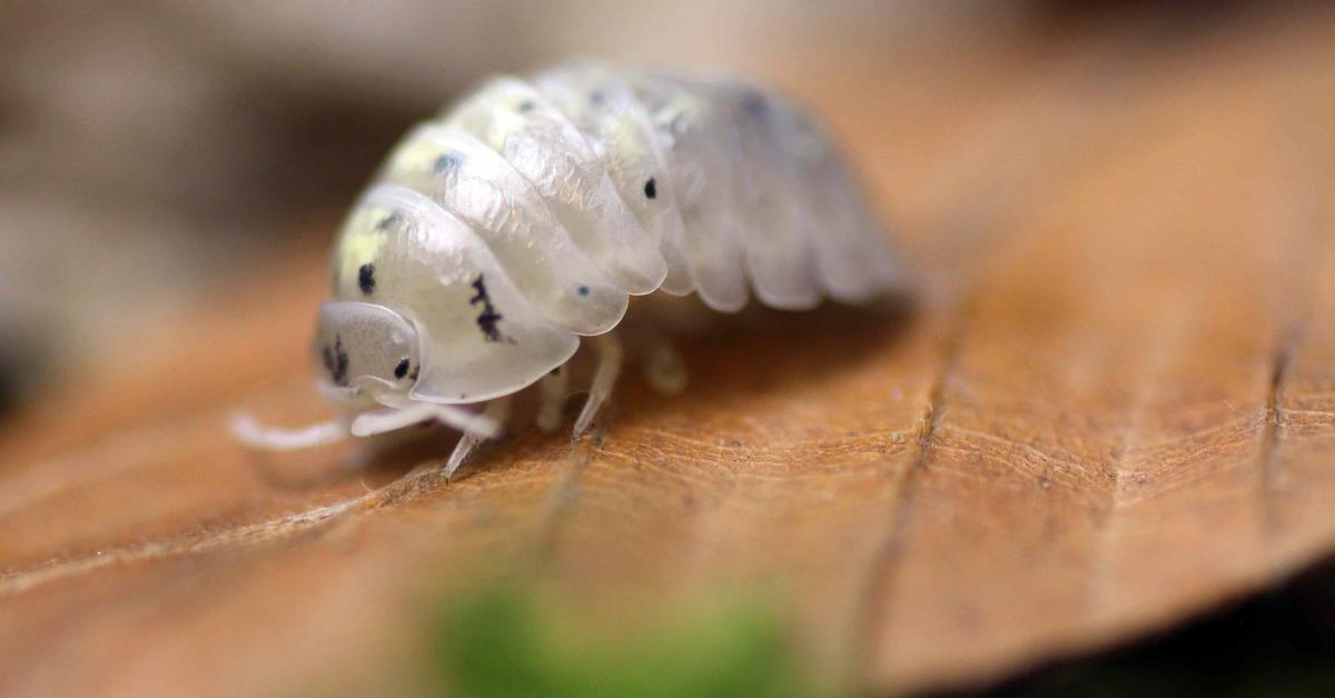 Splendid image of the Woodlouse, with the scientific name Armadillidium vulgare.