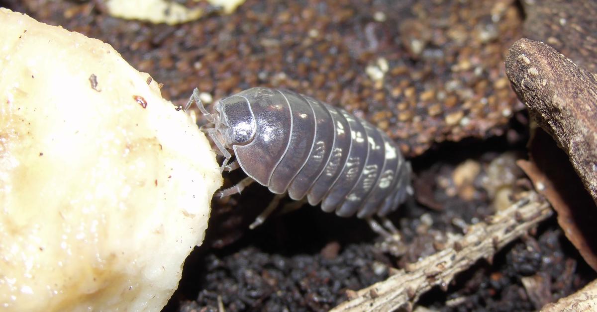 Striking appearance of the Woodlouse, known in scientific circles as Armadillidium vulgare.